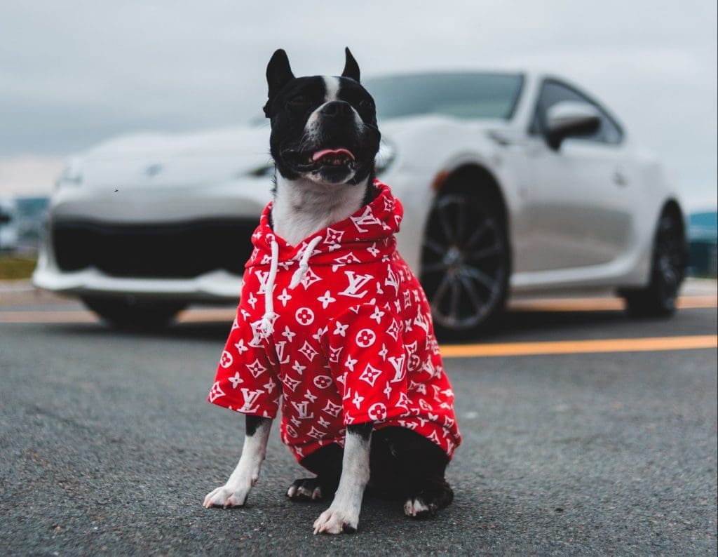 dog