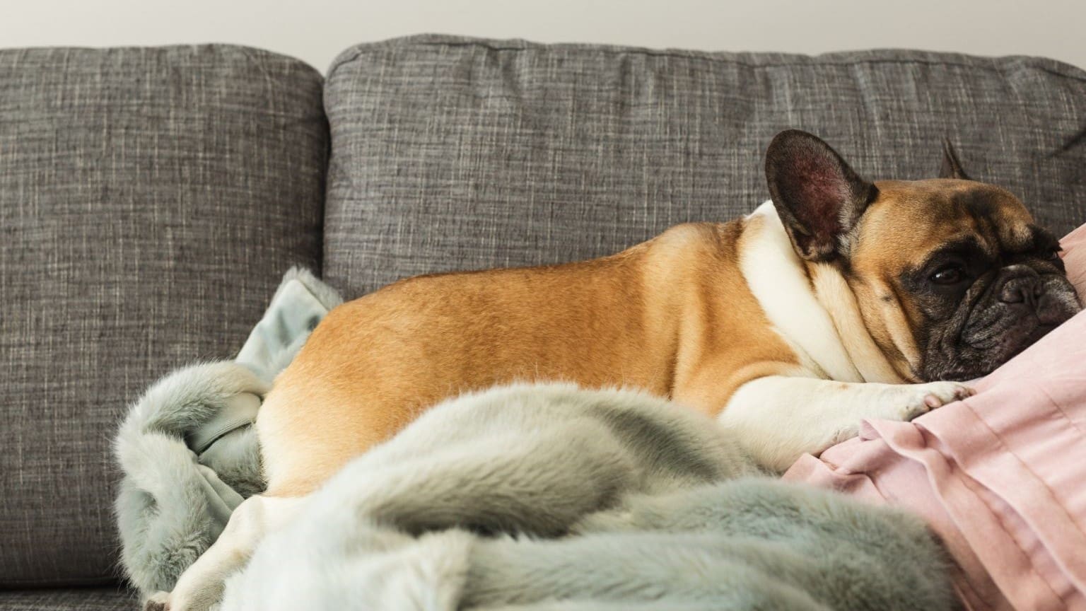 Top 5 Affordable Dog-friendly Hotels In The Uk - Dog Friendly Hotels