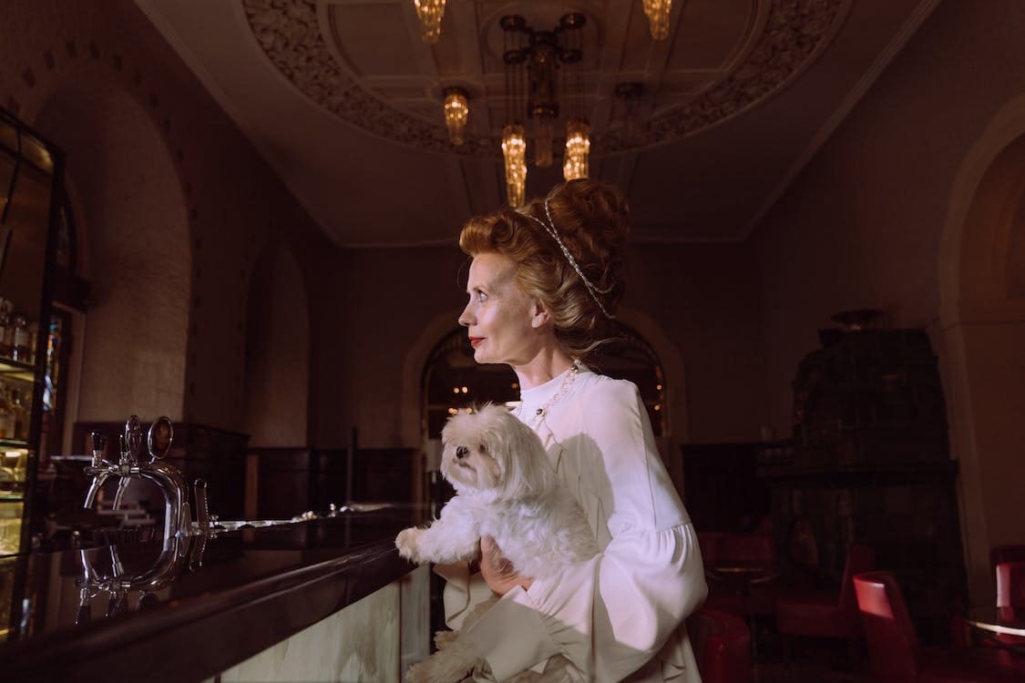 Guide to the Best DogFriendly Trip in Plymouth Tips and Insights