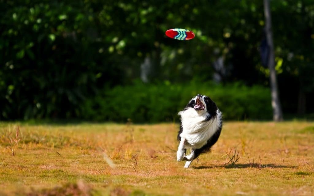 dog-friendly-parks-in-plymouth