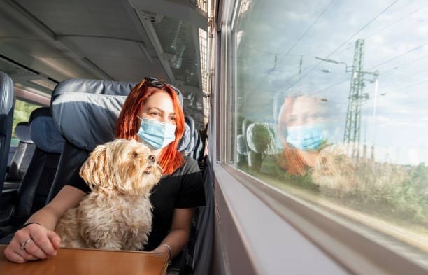 dog-in-public-transport-plymouth