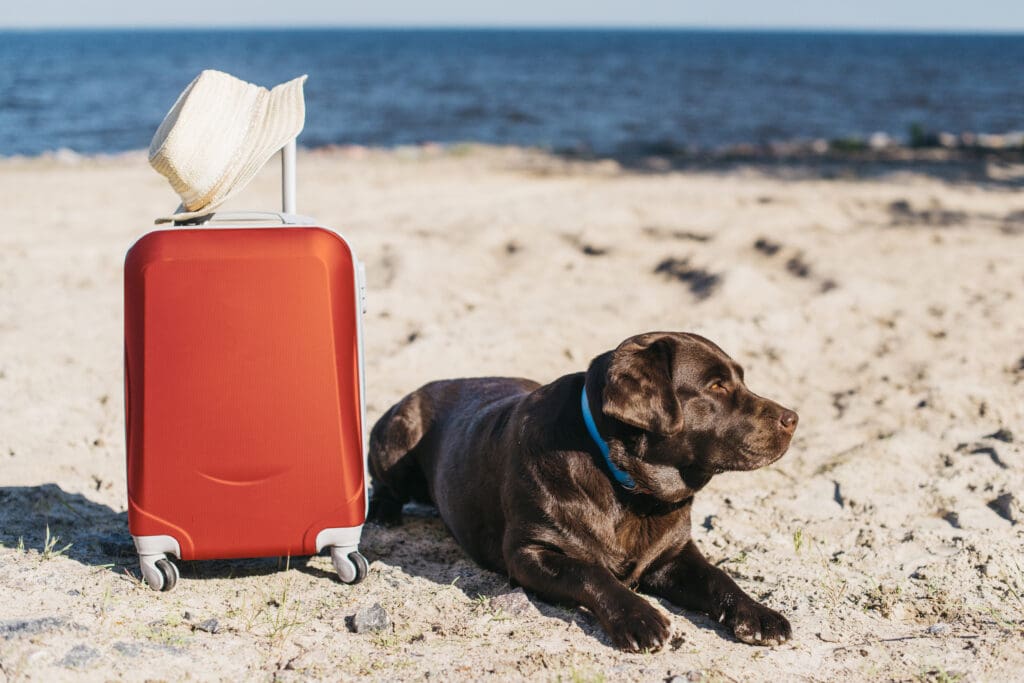 pet travel insurance UK