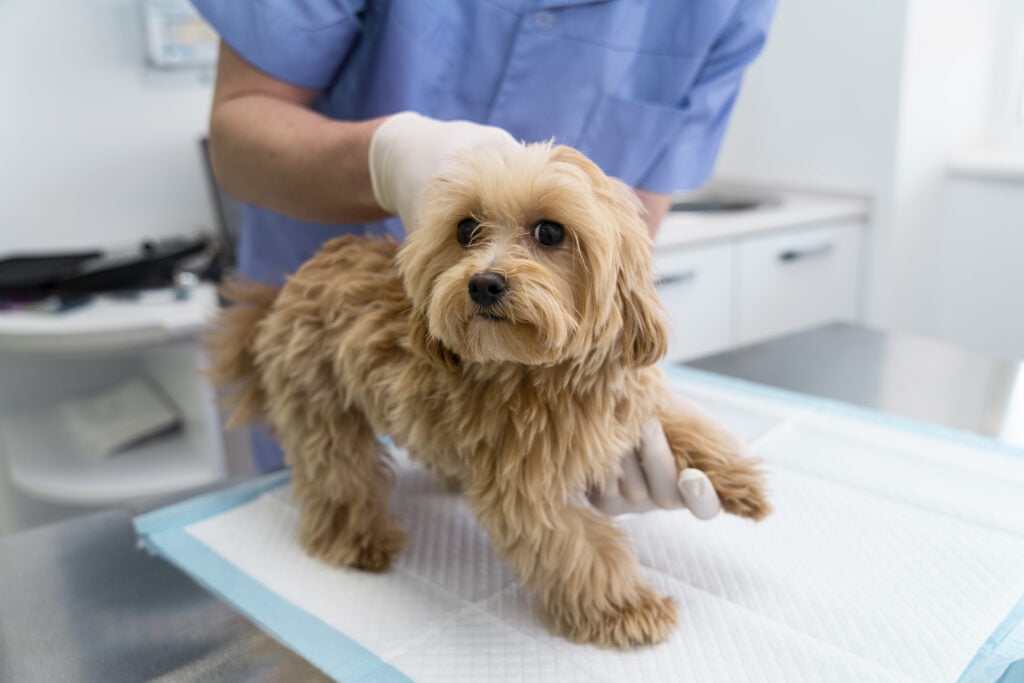 Puppy-insurance