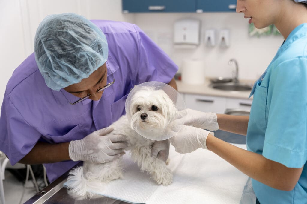 cost-of-puppy-insurance