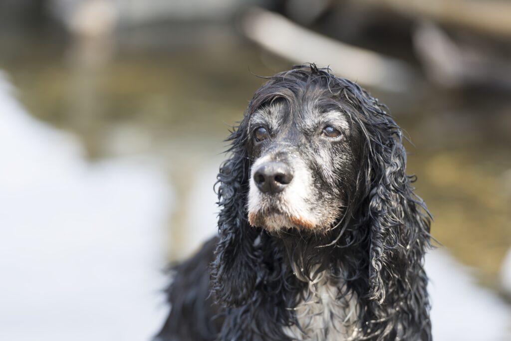 Senior-dog-insurance