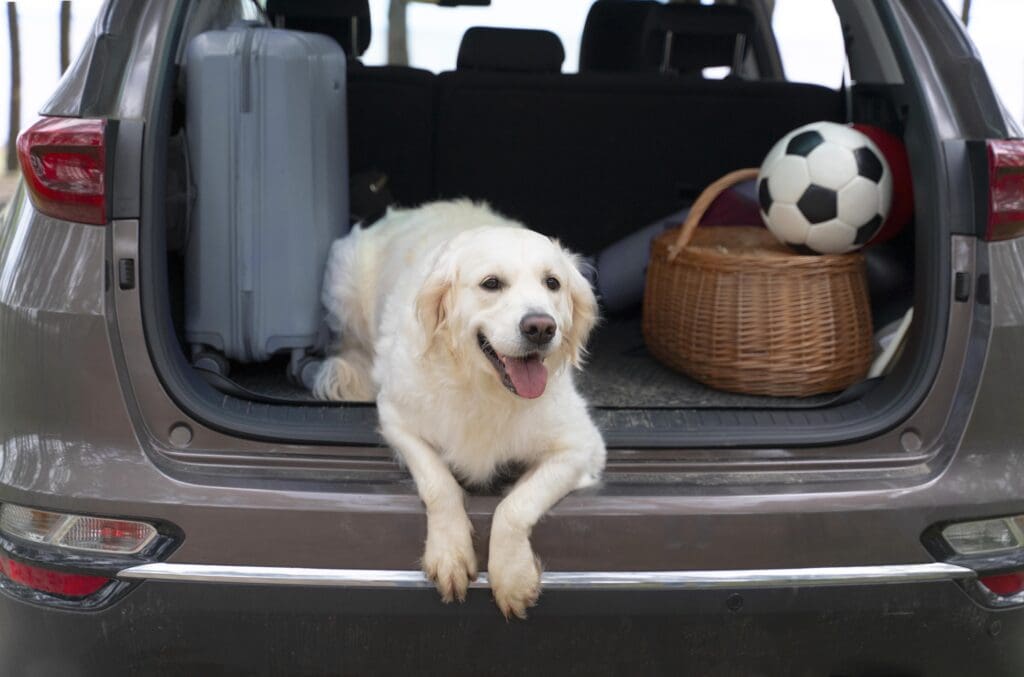 pet travel insurance