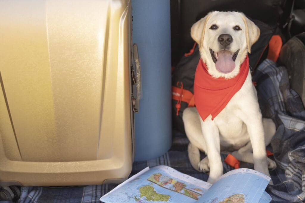 travel insurance for dogs