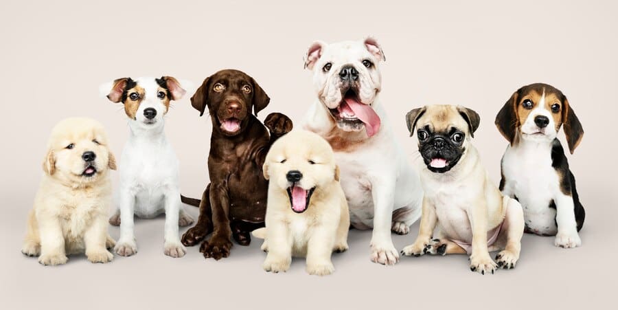 best-breeds-and-insurance rates