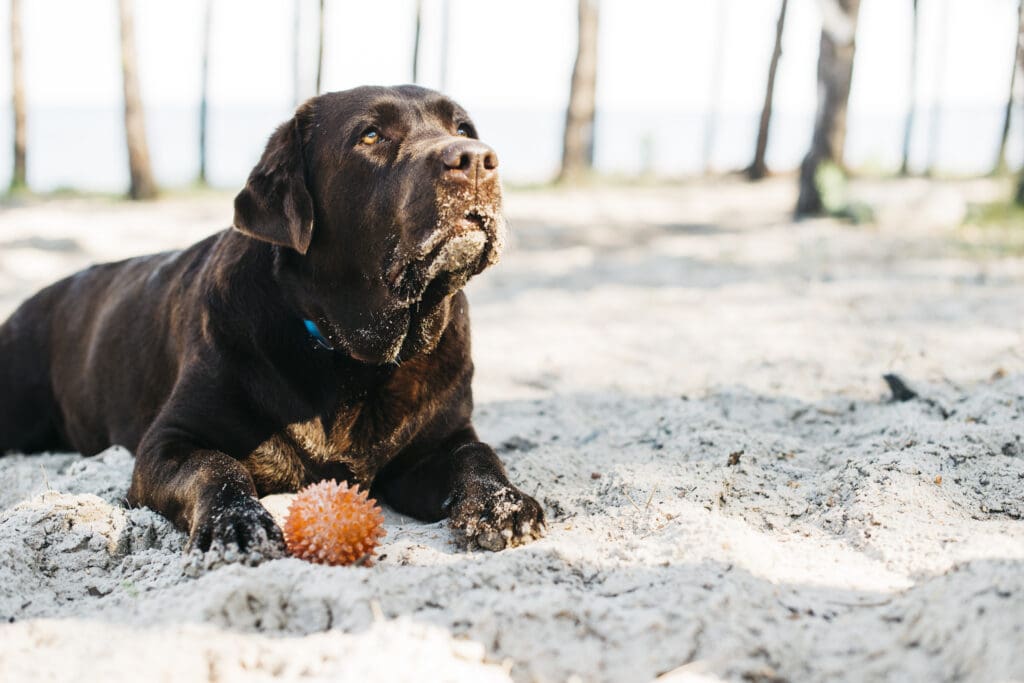 cost-of-senior-dog-insurance