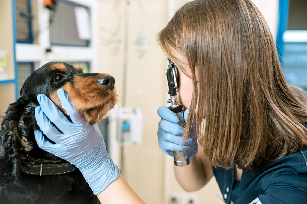 pre-existing-conditions-in-dogs