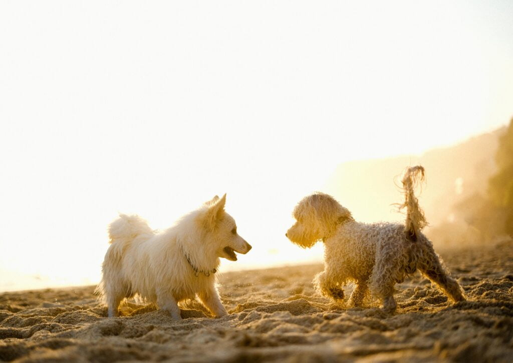 case-study-dog-breeds-and-insurance-rates