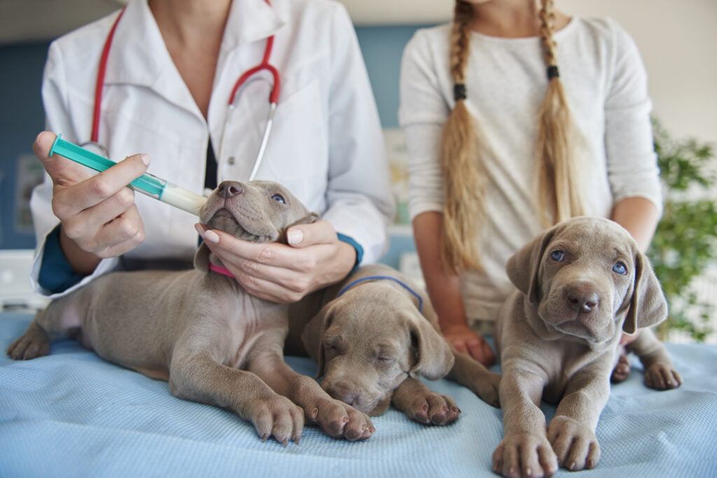 Best-insurance-companies-for-pre-existing-conditions-in-dogs